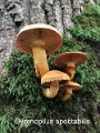 Gymnopilus spectabilis-amf1448-1